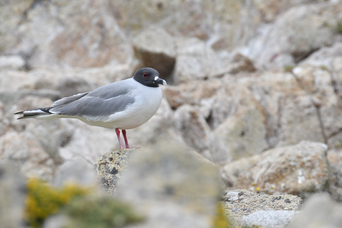 Swallow-tailed Gull - ML617957547