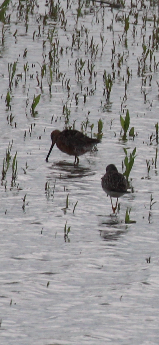 Long-billed Dowitcher - ML617957548