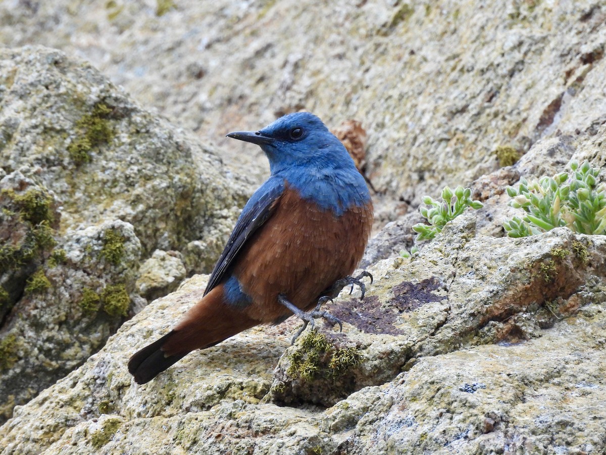 Blue Rock-Thrush (philippensis) - ML617957550