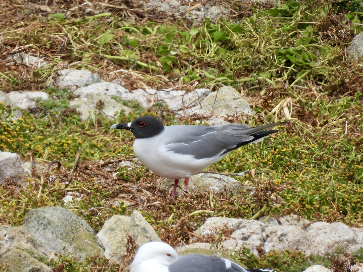 Swallow-tailed Gull - ML617957576