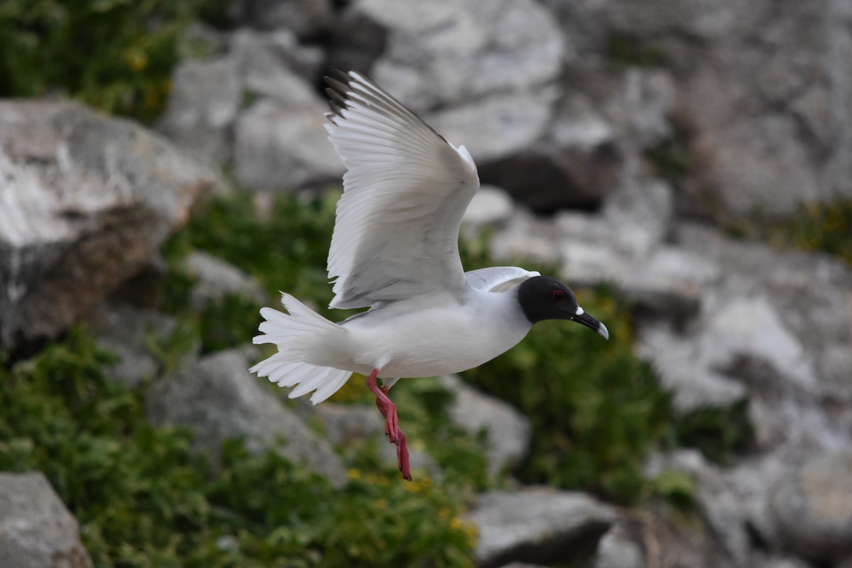 Swallow-tailed Gull - ML617957670