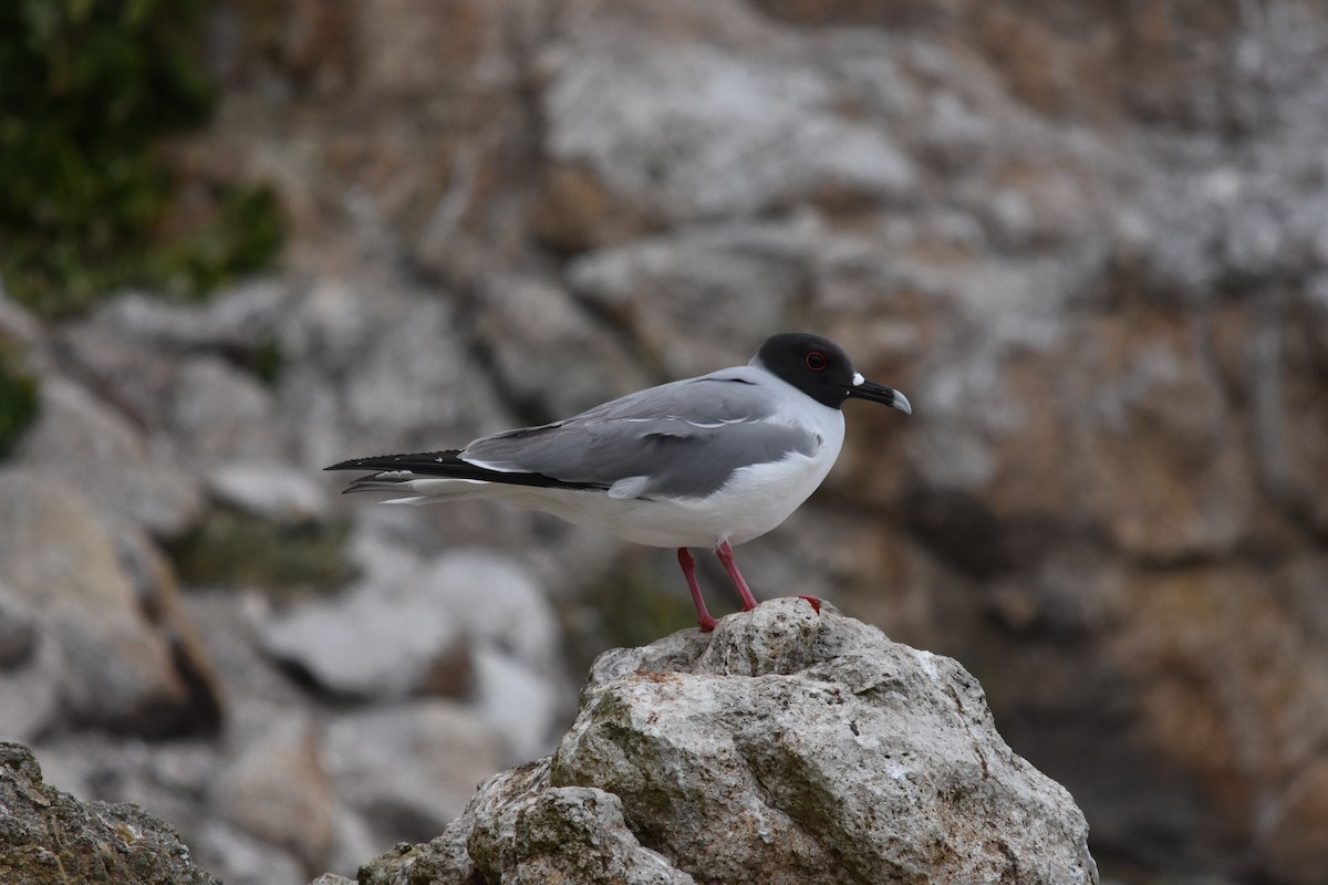 Swallow-tailed Gull - ML617957688