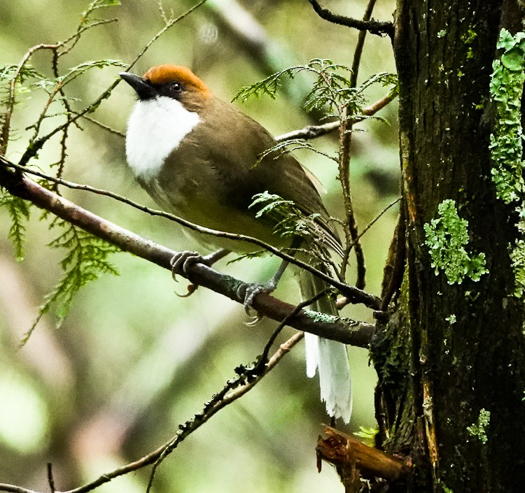 Rufous-crowned Laughingthrush - Arden Anderson