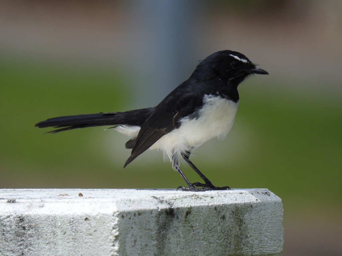 Willie-wagtail - ML617957728