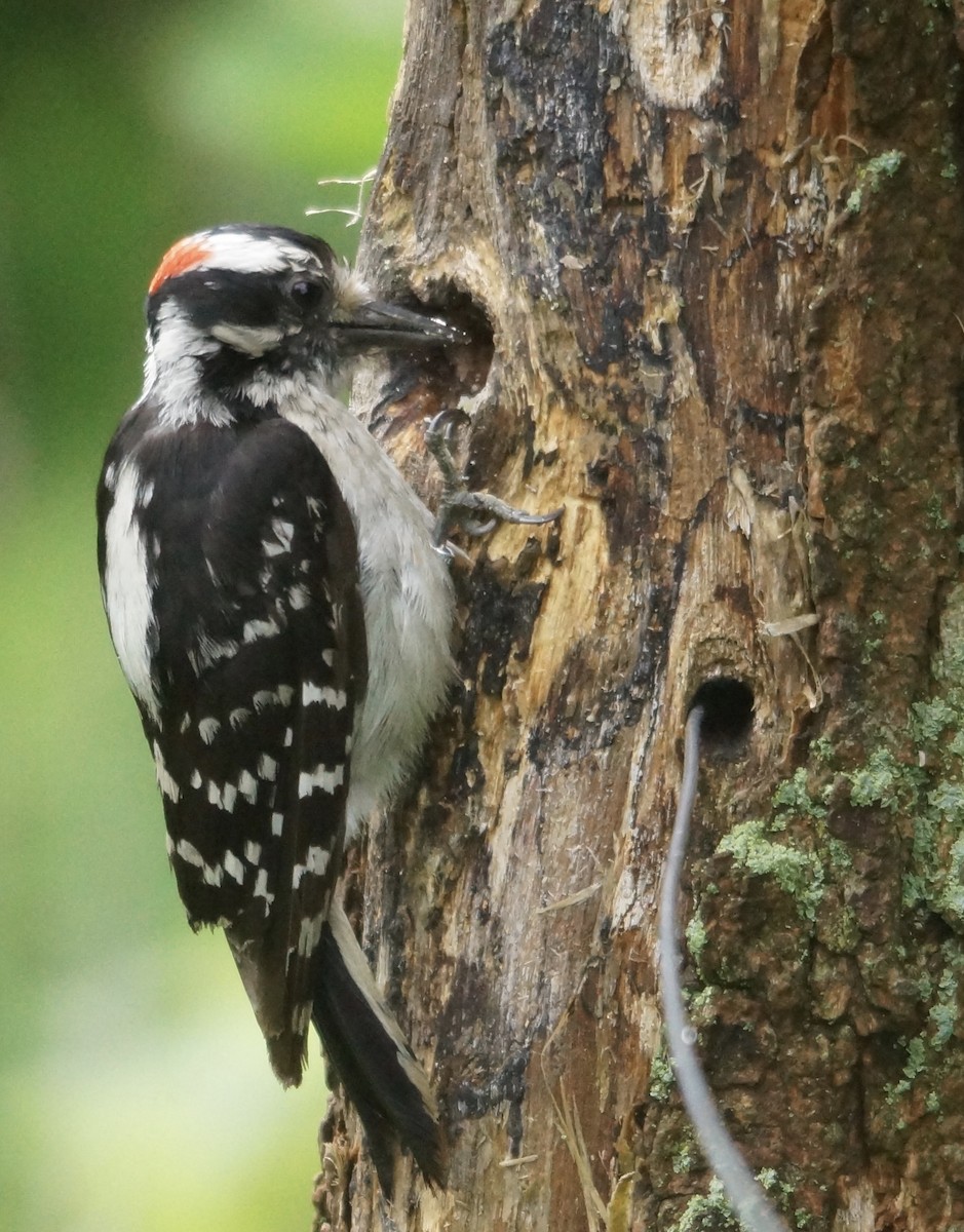 Hairy Woodpecker - ML61795781
