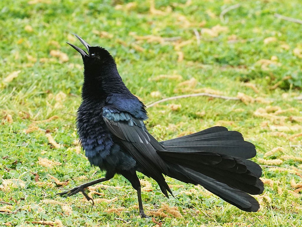 Great-tailed Grackle - ML617957859