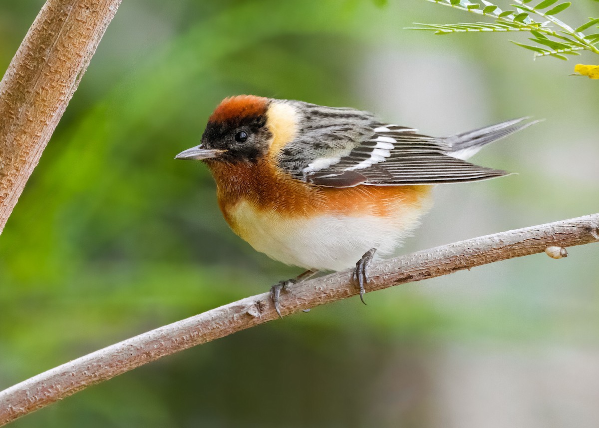 Bay-breasted Warbler - ML617957878