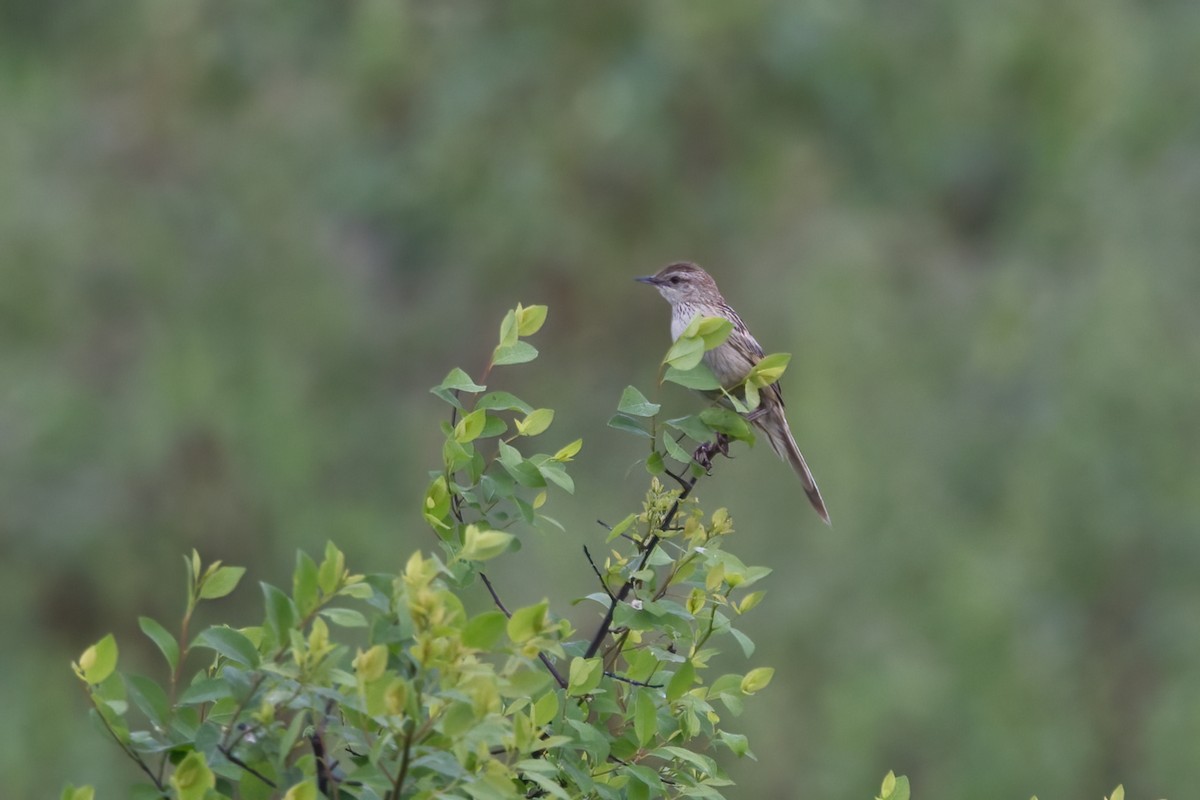 Striated Grassbird - Shekar Vishvanath