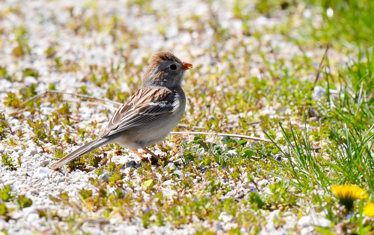 Field Sparrow - Kristen Cart