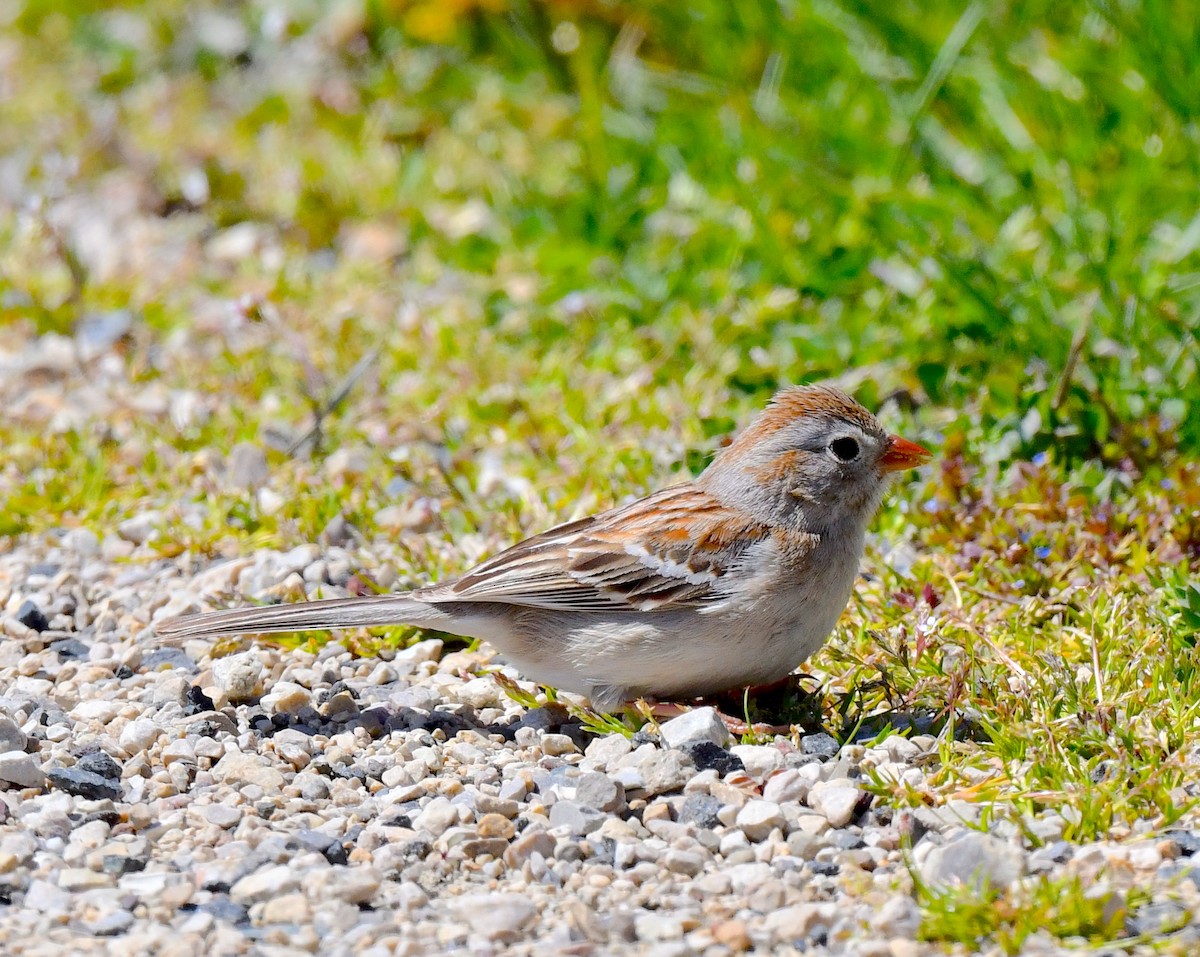 Field Sparrow - ML617957960