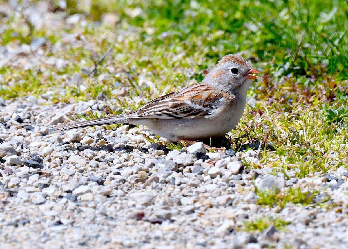 Field Sparrow - ML617957961