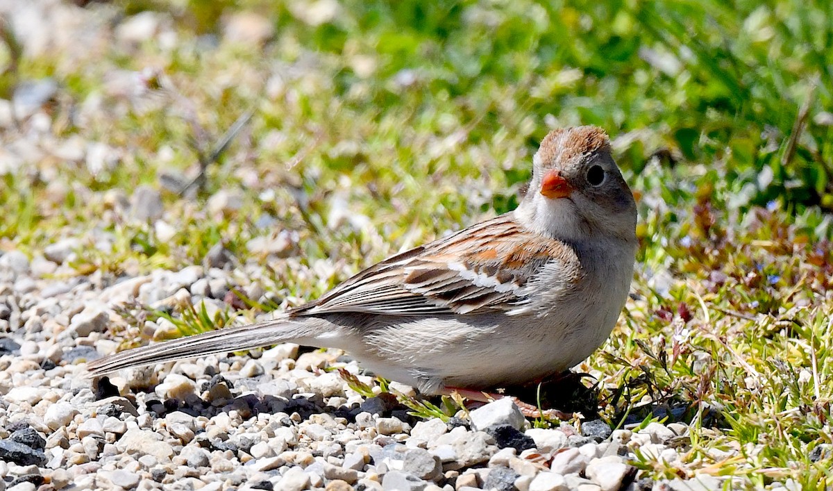 Field Sparrow - ML617957962