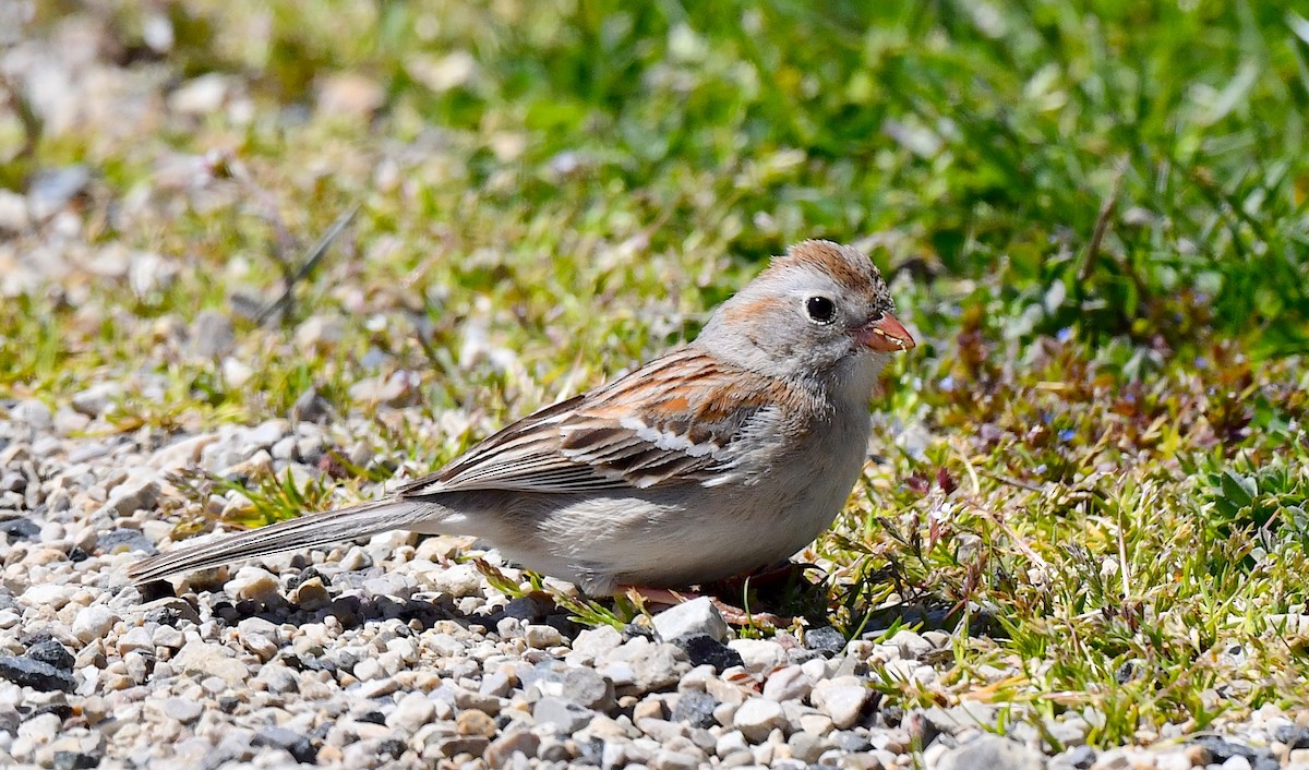 Field Sparrow - ML617957963
