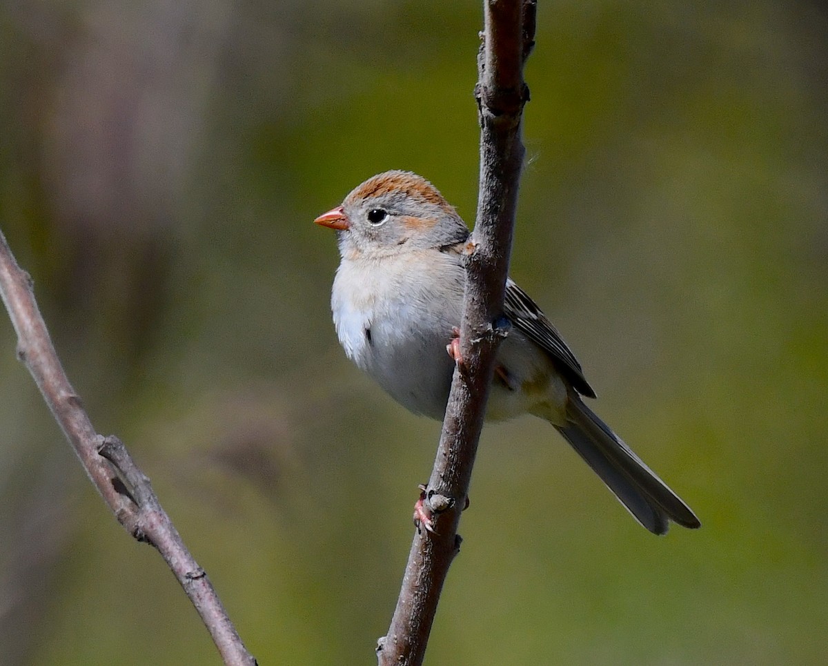 Field Sparrow - ML617957968