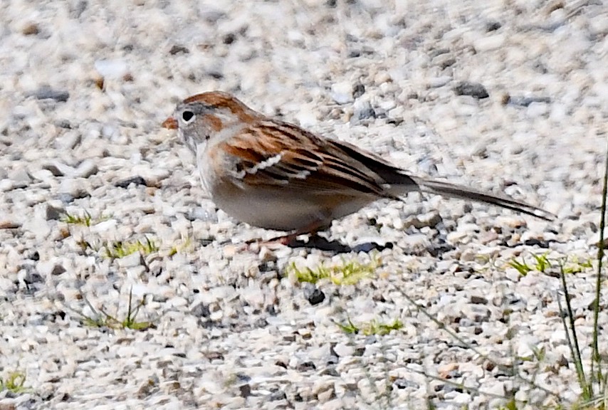 Field Sparrow - ML617958009