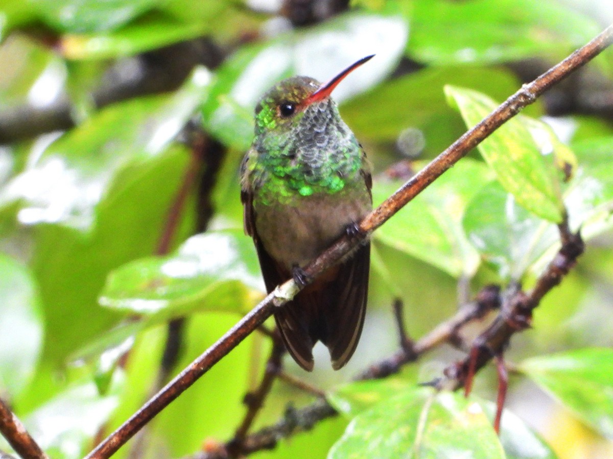 Rufous-tailed Hummingbird - ML617958012