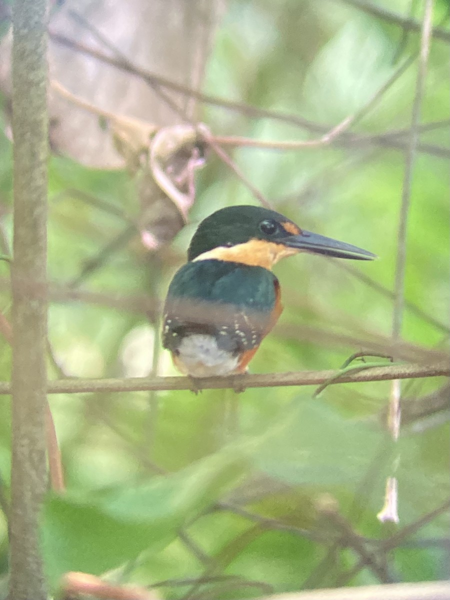 Green-and-rufous Kingfisher - ML617958020