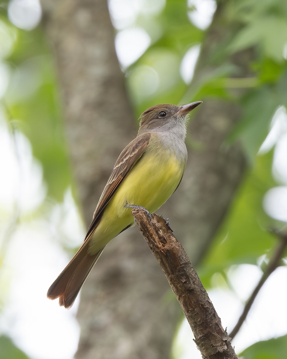 Great Crested Flycatcher - ML617958026