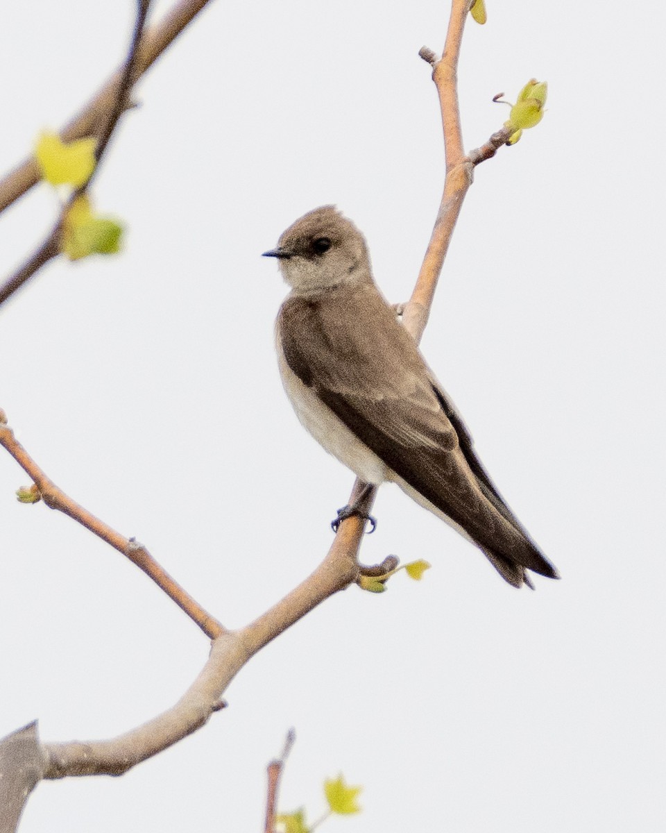 Northern Rough-winged Swallow - ML617958059