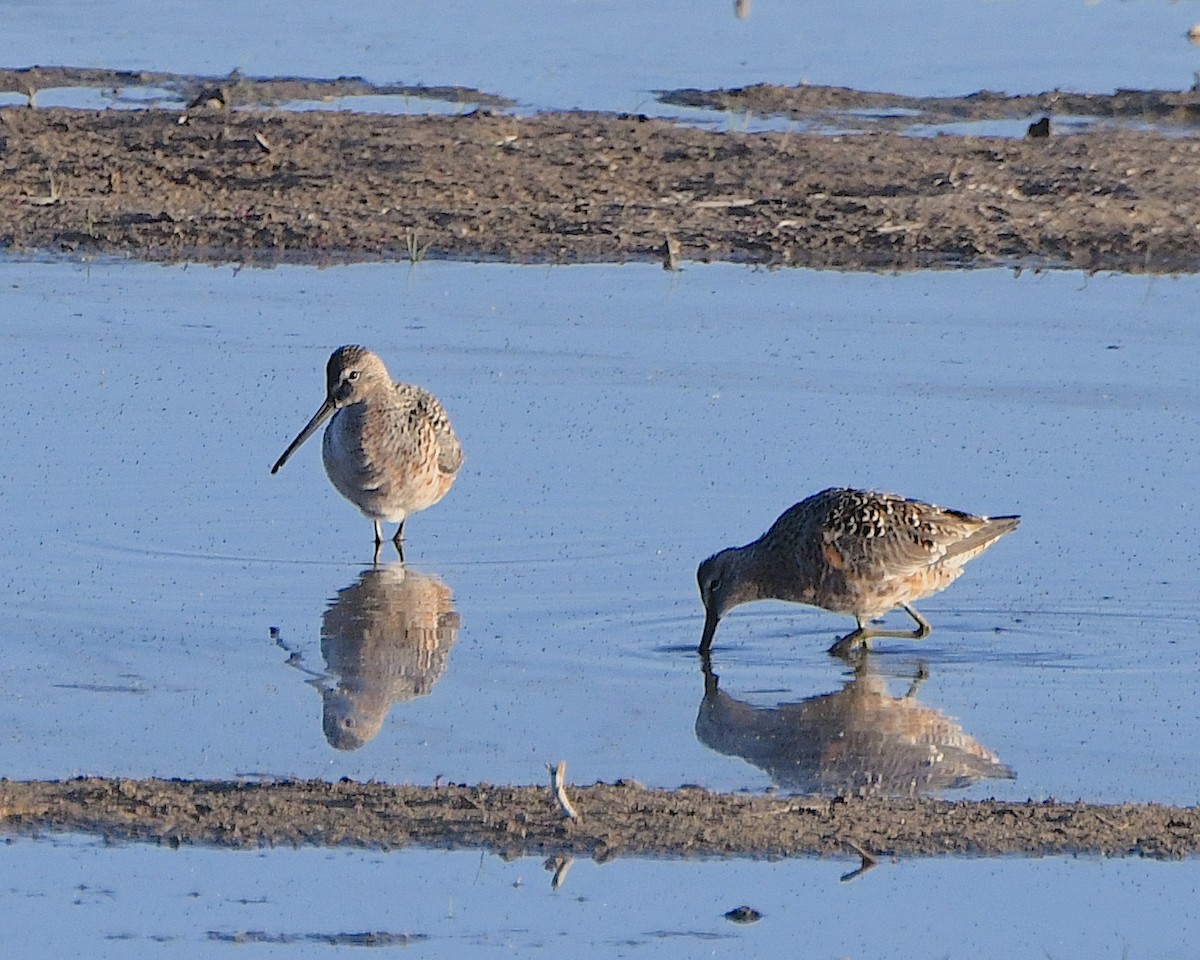 Long-billed Dowitcher - ML617958071