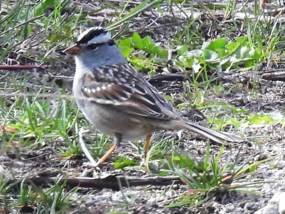 White-crowned Sparrow - ML617958104