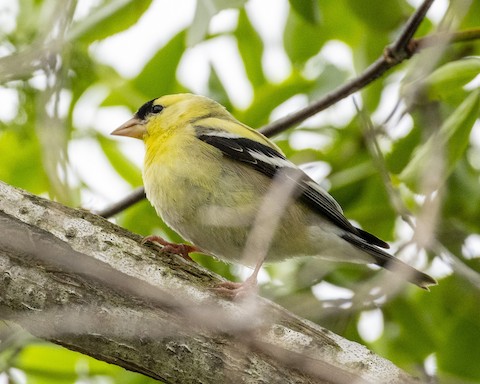 American Goldfinch - James Kendall