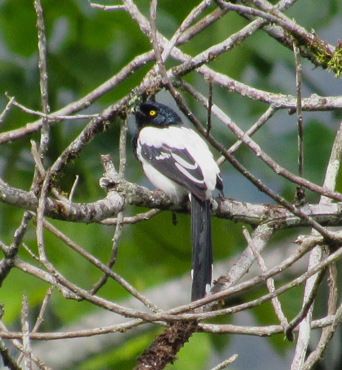 Magpie Tanager - ML617958150