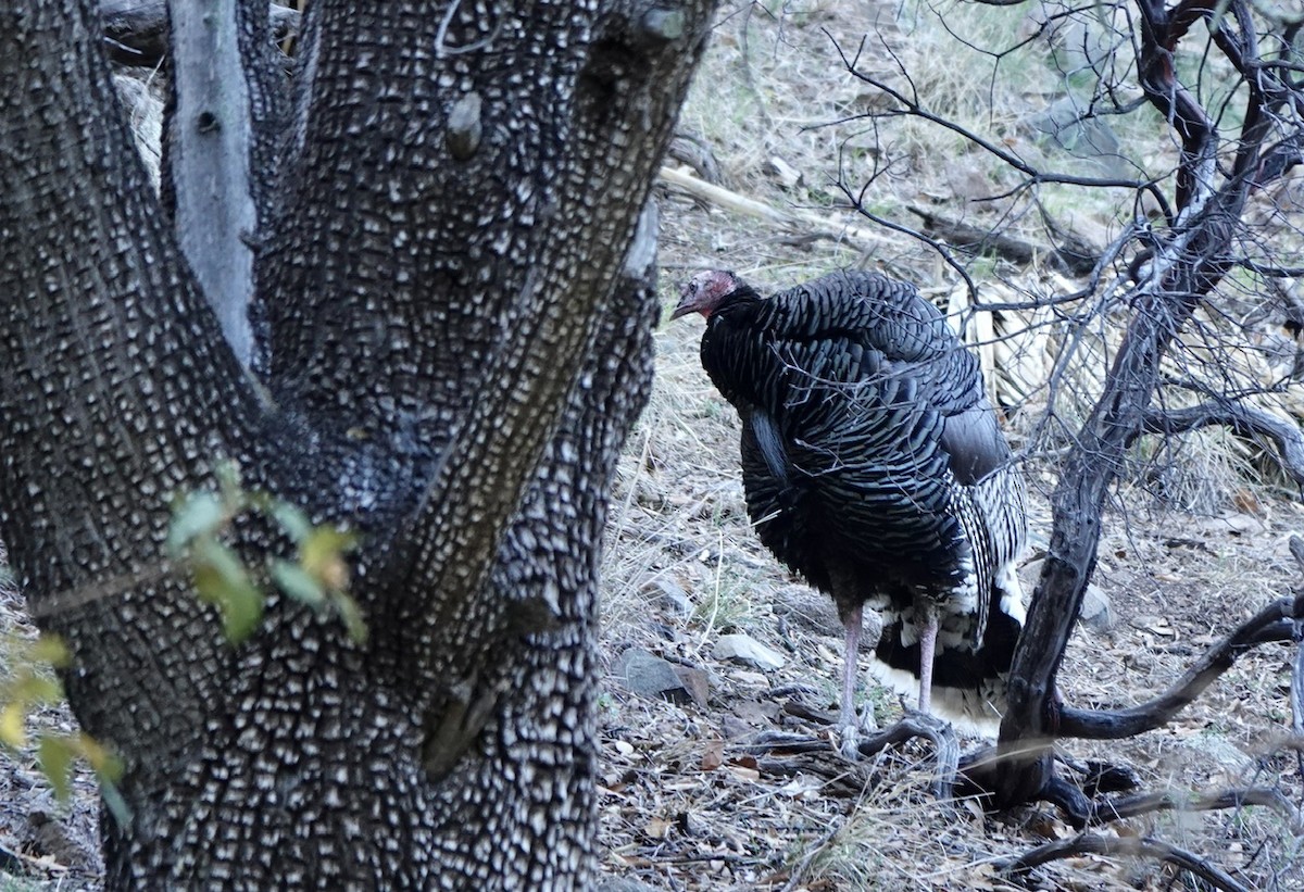 Wild Turkey - Fleeta Chauvigne