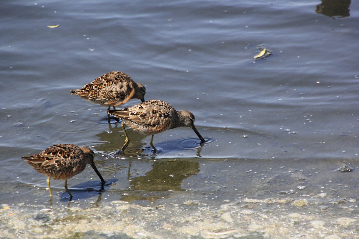 Long-billed Dowitcher - ML617958181