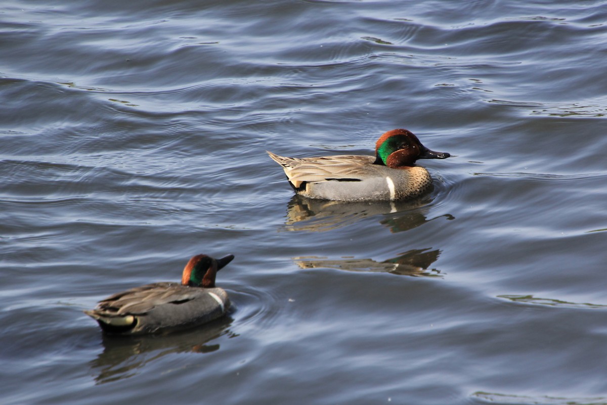 Green-winged Teal - ML617958245