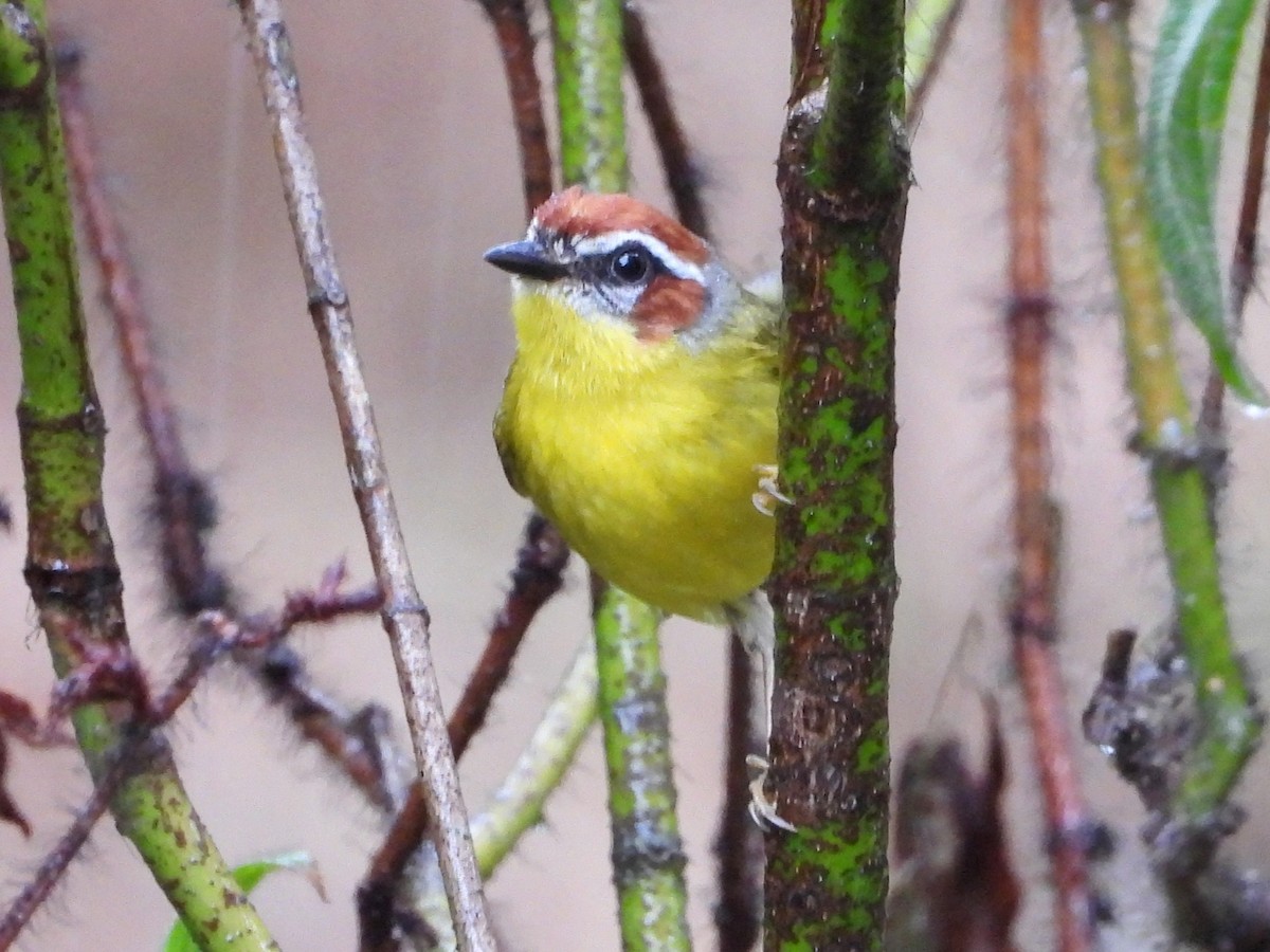 Chestnut-capped Warbler - Mary Leigh
