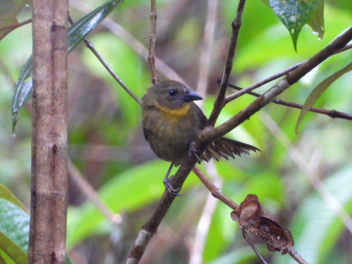 Red-throated Ant-Tanager - ML617958289