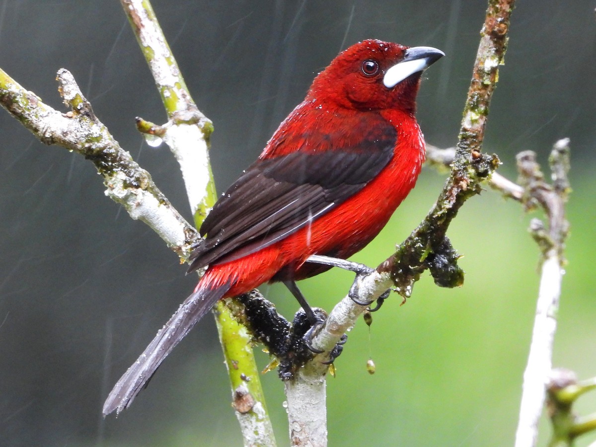 Crimson-backed Tanager - Mary Leigh