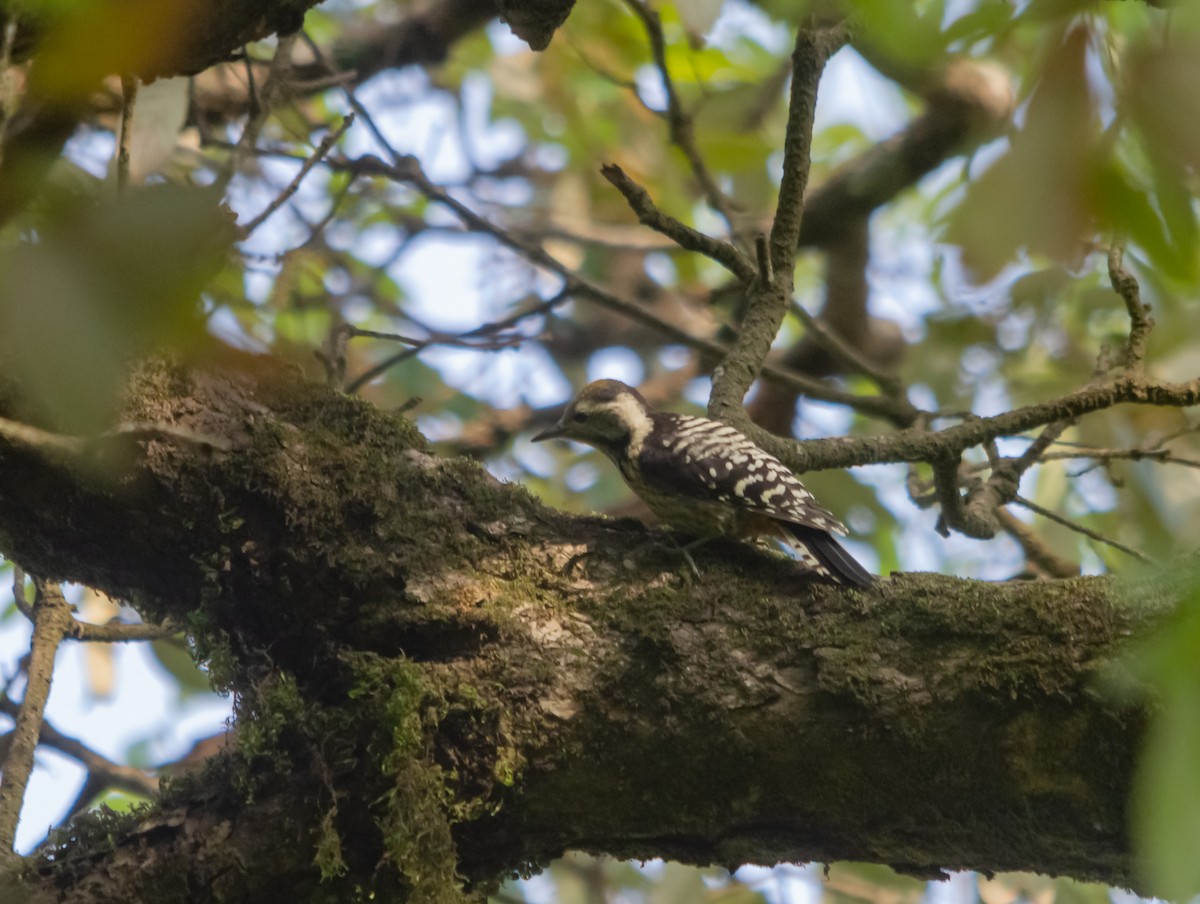 Gray-capped Pygmy Woodpecker - ML617958318