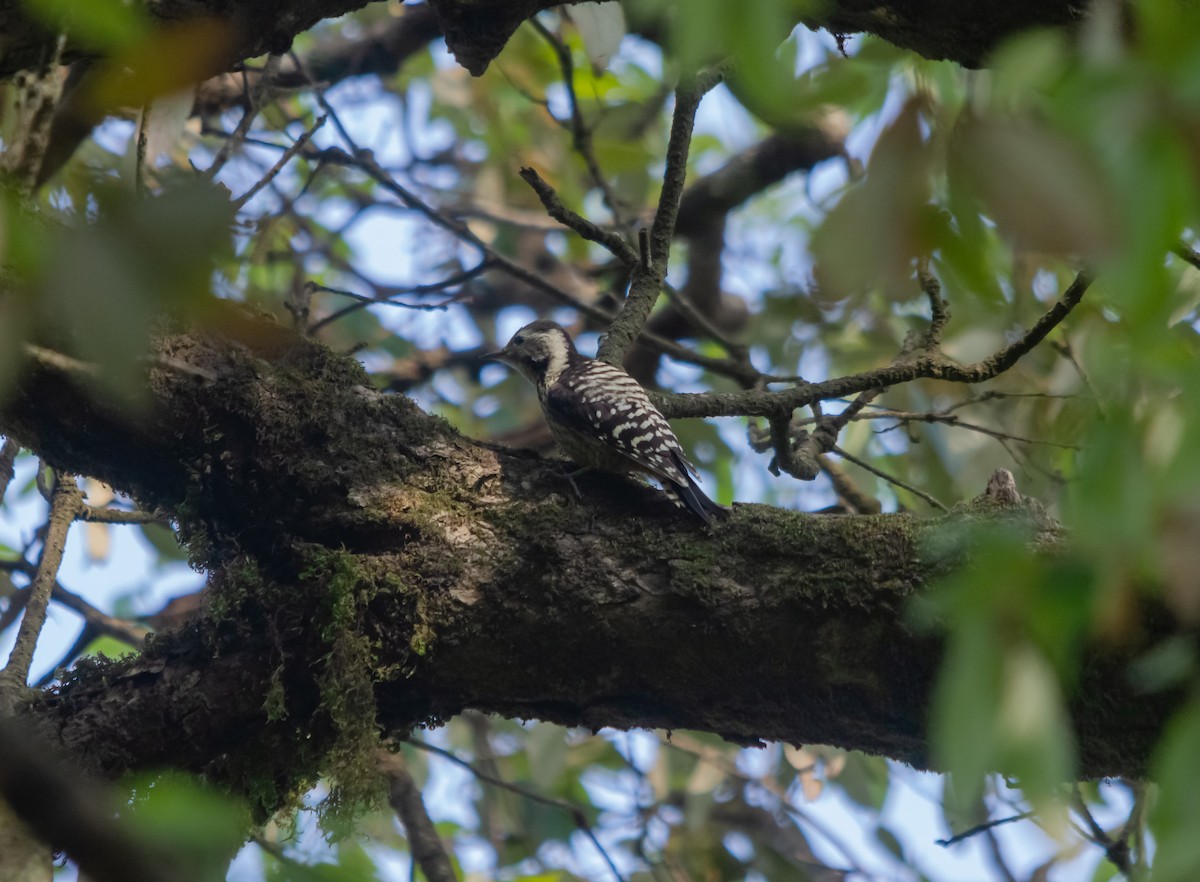 Gray-capped Pygmy Woodpecker - ML617958319