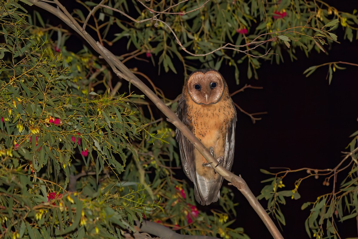 Australian Masked-Owl - ML617958335