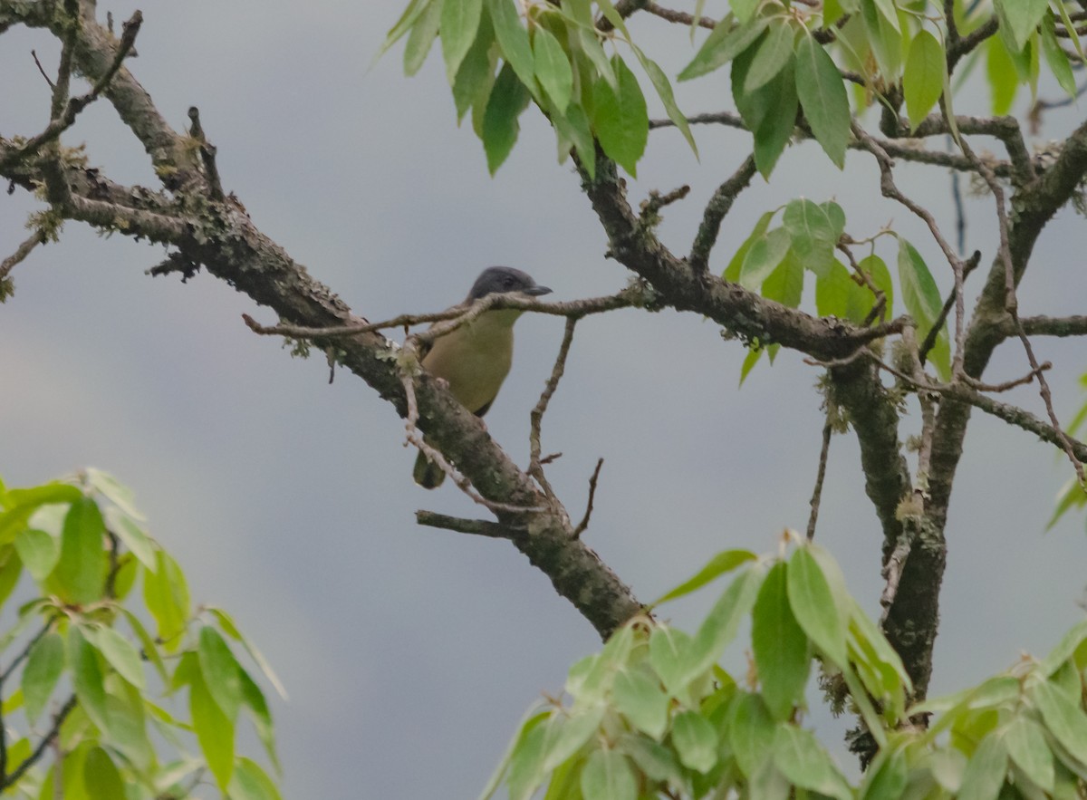 White-browed Shrike-Babbler (Himalayan) - Arun Raghuraman