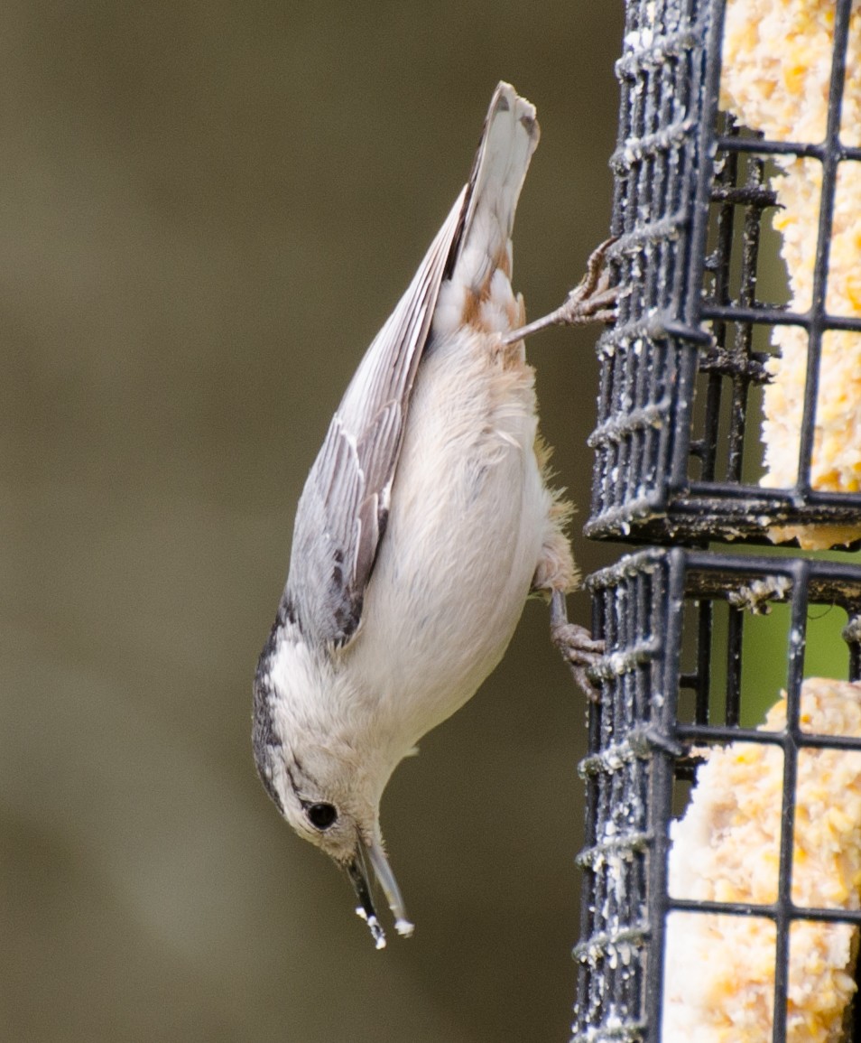 White-breasted Nuthatch - ML617958351