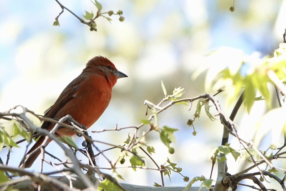 Hepatic Tanager - ML617958370