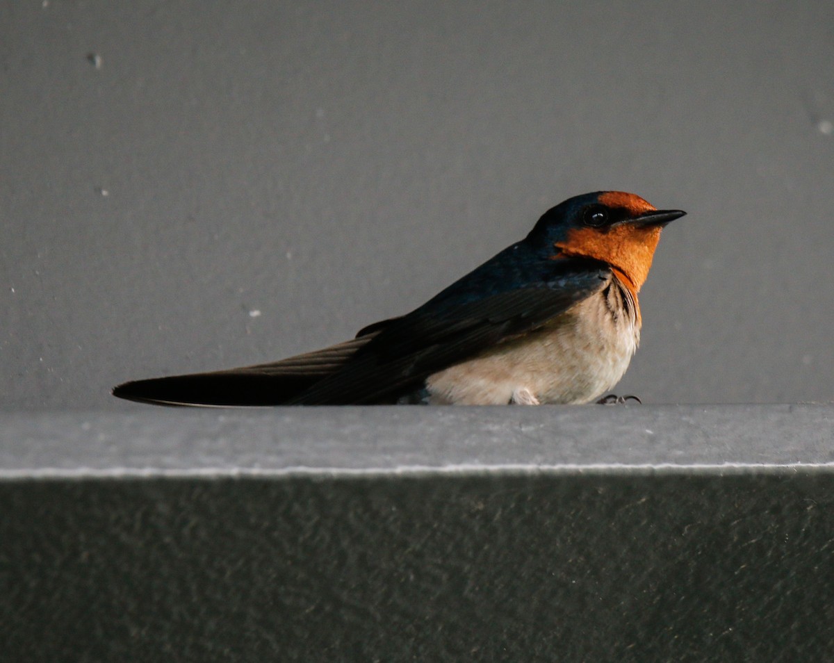 Pacific Swallow - ML617958381