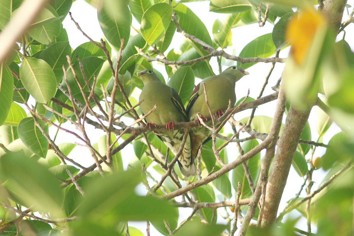Thick-billed Green-Pigeon - Woraphot Bunkhwamdi