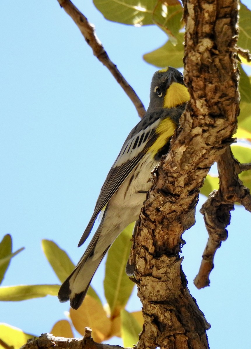 Yellow-rumped Warbler (Audubon's) - Nan Dewire