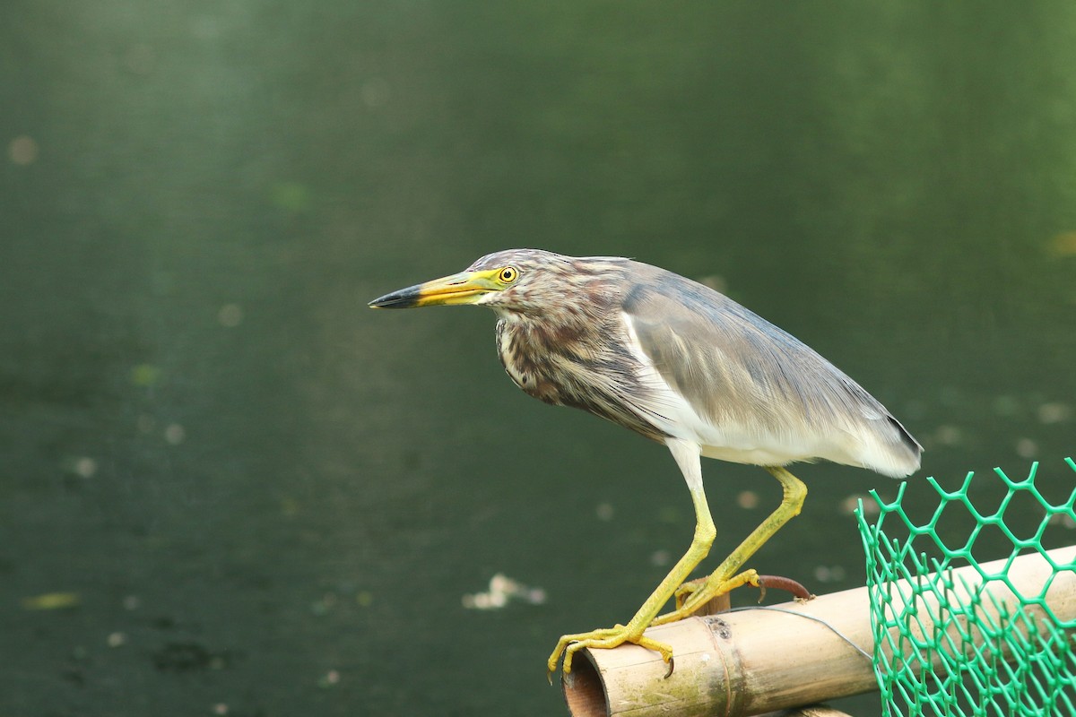 Chinese Pond-Heron - Woraphot Bunkhwamdi