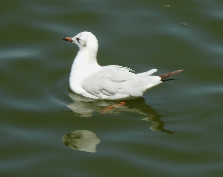 Black-headed Gull - shantilal  Varu
