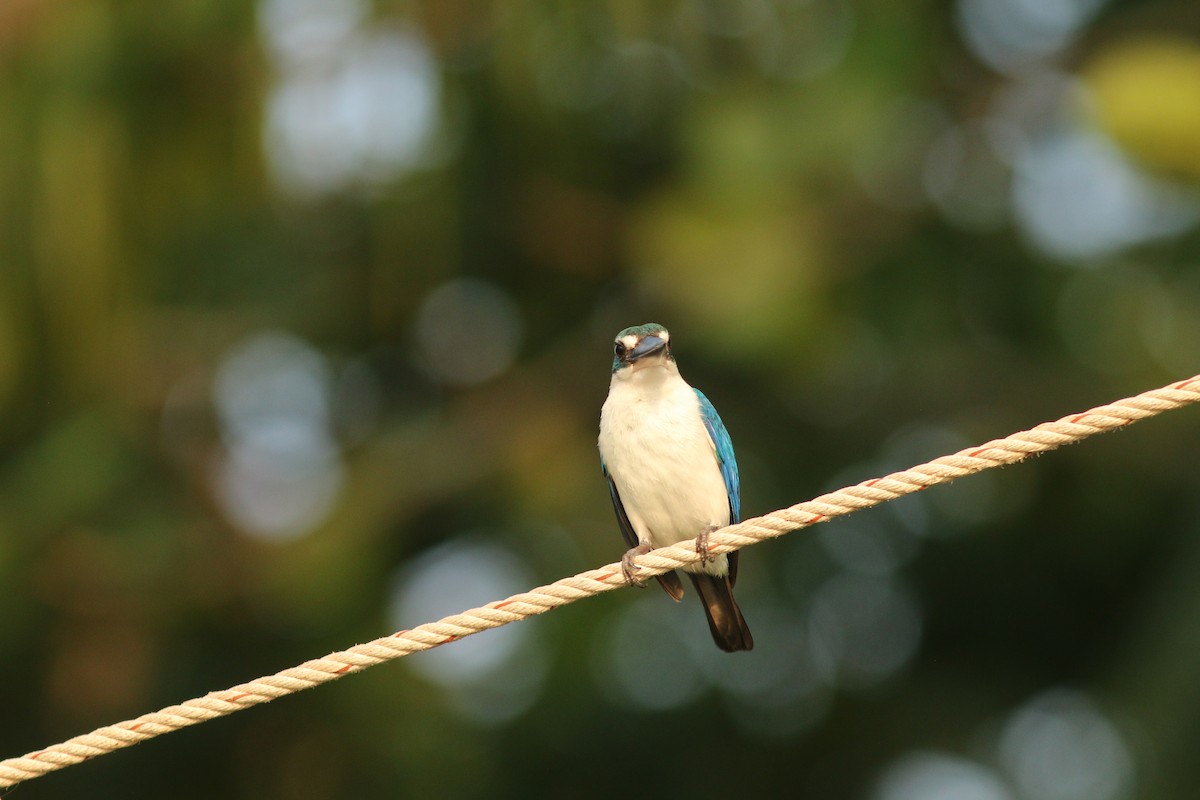 Collared Kingfisher - Woraphot Bunkhwamdi