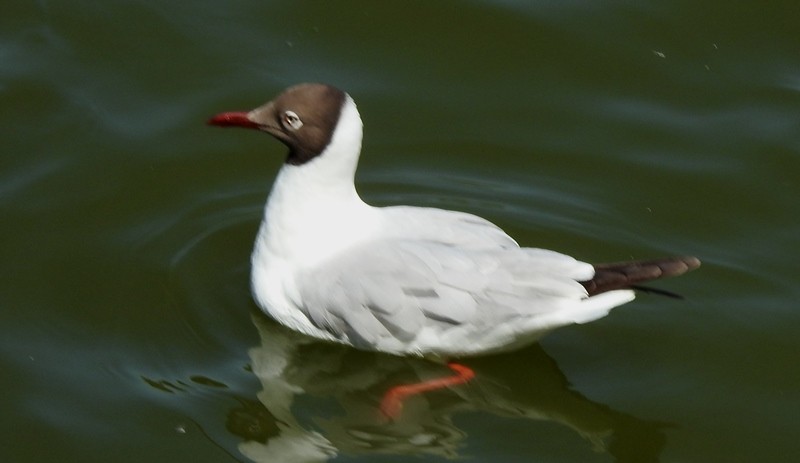 Black-headed Gull - ML617958451