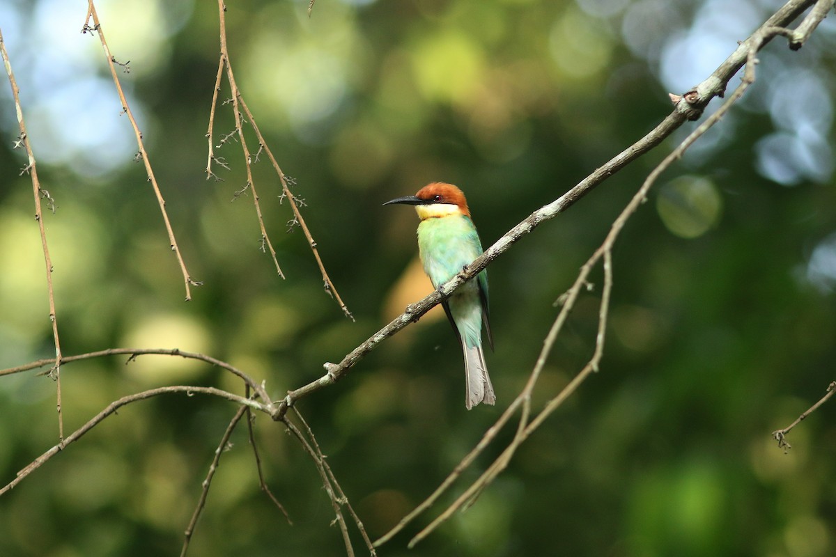 Chestnut-headed Bee-eater - Woraphot Bunkhwamdi