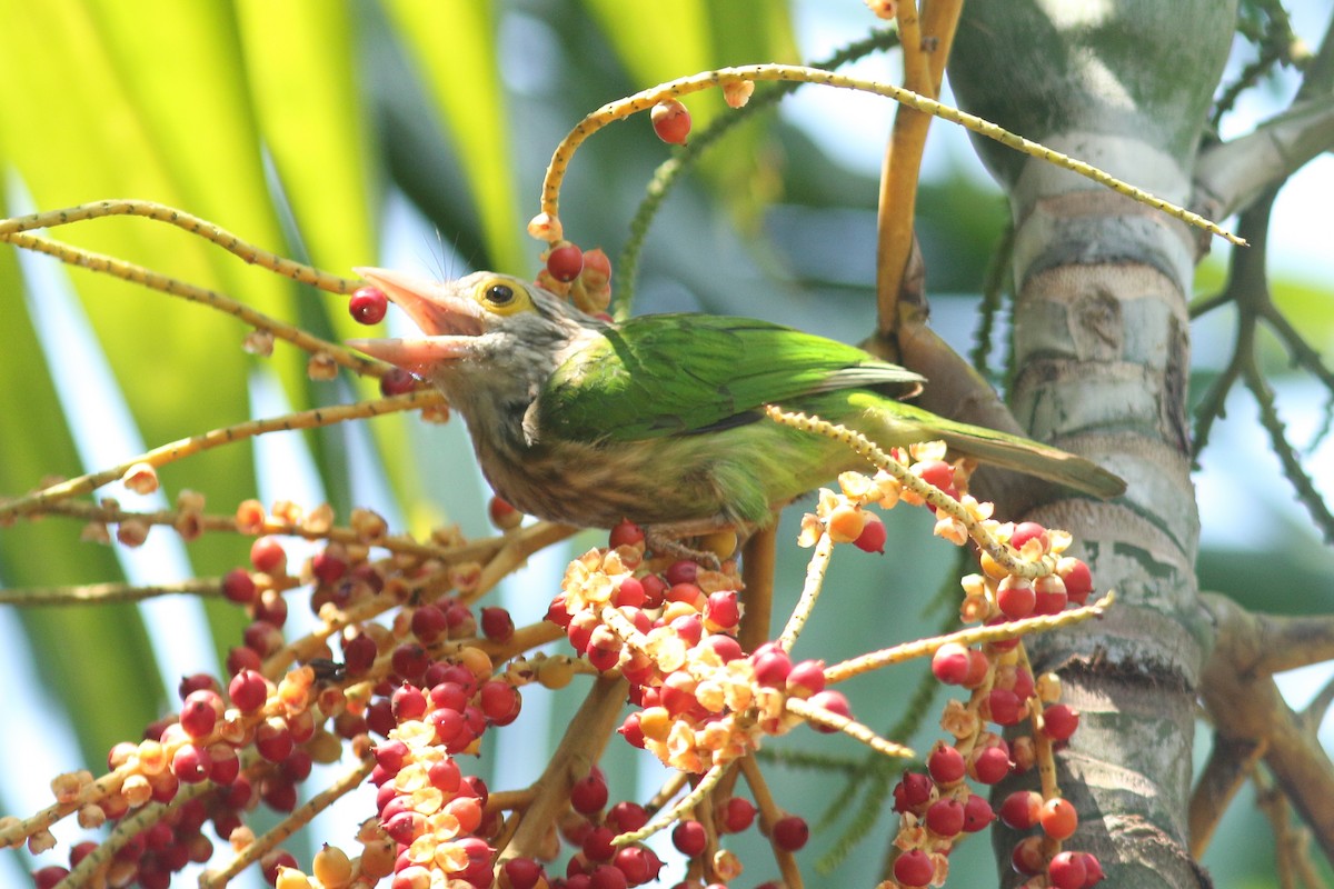 Lineated Barbet - ML617958460