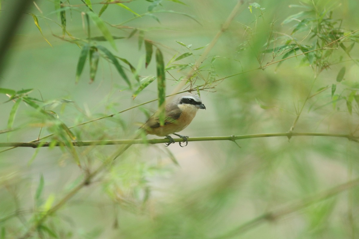 Brown Shrike - Woraphot Bunkhwamdi