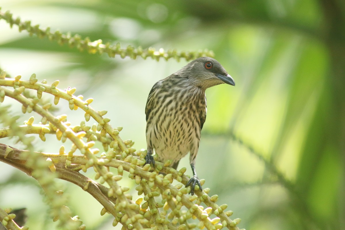 Asian Glossy Starling - Woraphot Bunkhwamdi